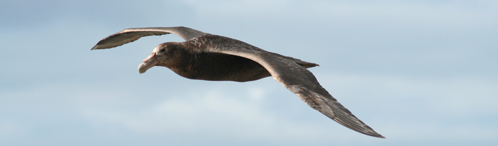 petrels prions and shearwaters, Falklands south atlantic